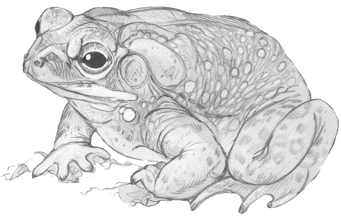 sonoran-desert-toad